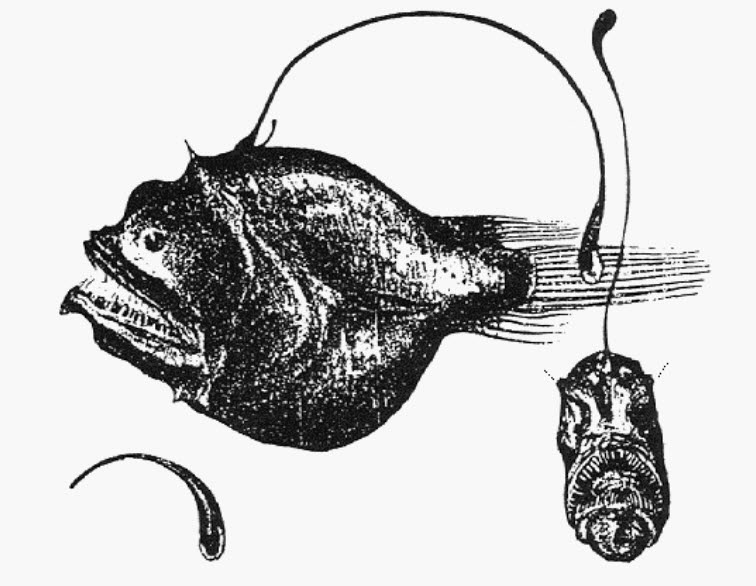 Bufoceratias wedli_001.jpg